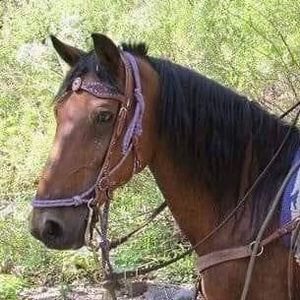 Meet your Posher, Dee